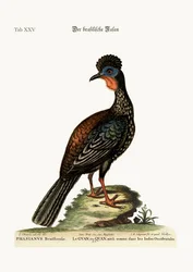 El Quan o Guan, 1749-73
